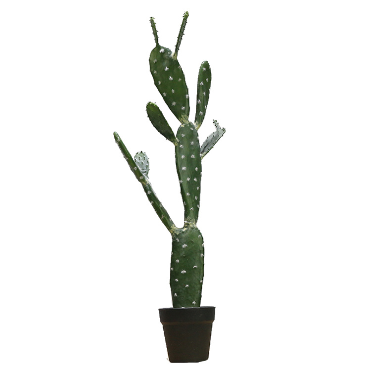 American-Home-Decor-87cm-Tufting-Flat-Cactus-Plantas-Crasas-Mini-Cactus-Plants-for-Sale.jpg