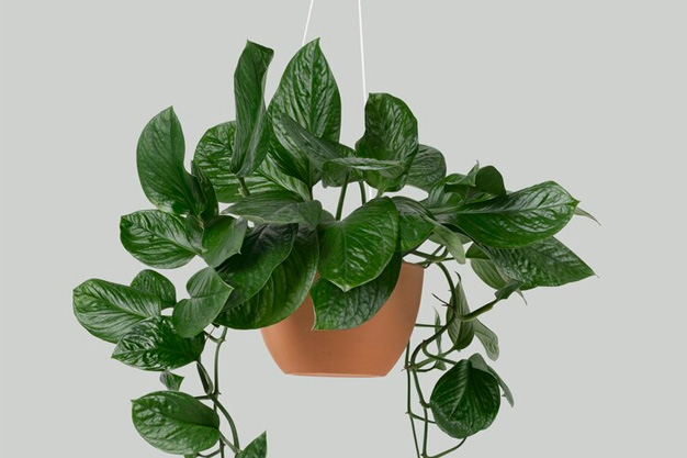 drip plant Self-Watering Spike Drip Irrigation System for Indoor & Outdoor Plants