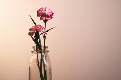 a-pink-and-white-flower-blossoming-in-a-jar_373x_2x.progressive.jpg