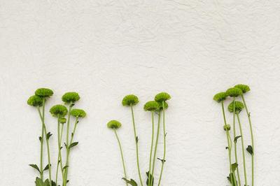 green-flowers-on-white-texture_373x_2x.progressive.jpg