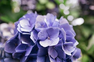 purple-flower-petals-close-up_373x_2x.progressive.jpg