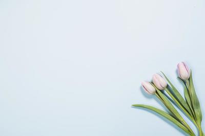 tulip-flowers-in-corner_373x_2x.progressive.jpg